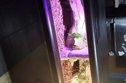 3 węże + terrarium