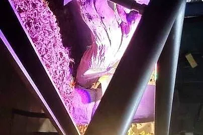 3 węże + terrarium, Śląskie, Dąbrowa Górnicza