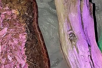 3 węże + terrarium, Śląskie, Dąbrowa Górnicza