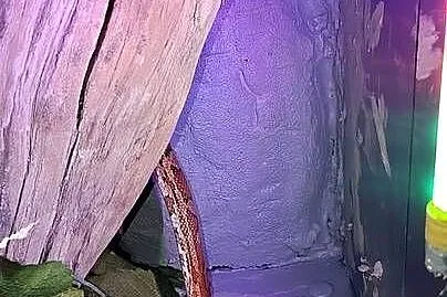 3 węże + terrarium, Śląskie, Dąbrowa Górnicza