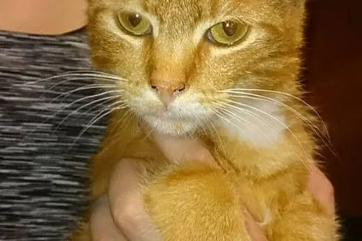 Tiger szuka domu ;),  mazowieckie Warszawa