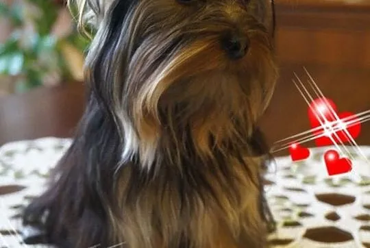 York Yorki Yoreczki Usługia Usługi Reproduktor piesek, Śląskie, Mikołów
