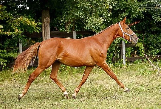 Beautiful young Oldenburger stallion for dressage