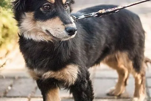 BONNIE i CLYDE szukają domów!,  małopolskie Kraków