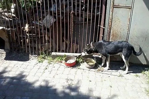 Młody Sezamek prosi o szanse na lepsze życie!,  dolnośląskie Jelenia Góra