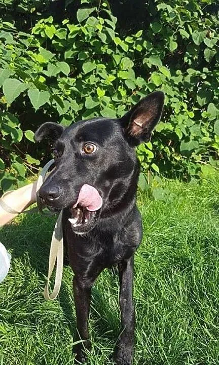 Salvo - młody, przyjazny psiak - do adopcji, mazo