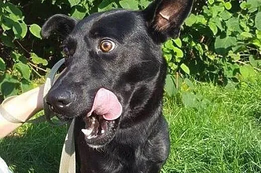 Salvo - młody, przyjazny psiak - do adopcji, mazowieckie Warszawa