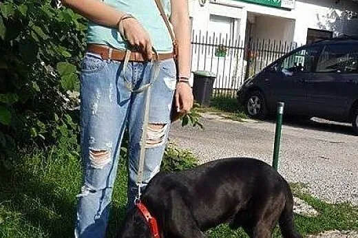 Salvo - młody, przyjazny psiak - do adopcji,  mazo