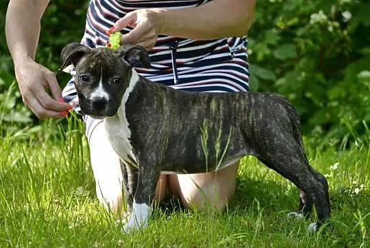 American Staffordshire Terrier suczka z zagraniczn, Chrzanów