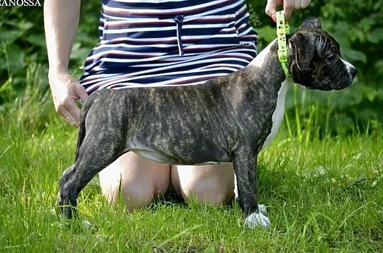 American Staffordshire Terrier suczka z zagraniczn, Chrzanów