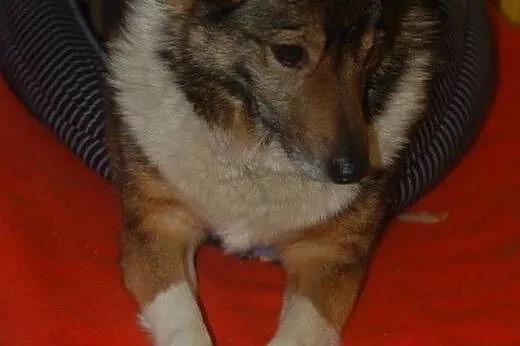 Bezkonfliktowa, niesamowicie grzeczna Kora czeka n