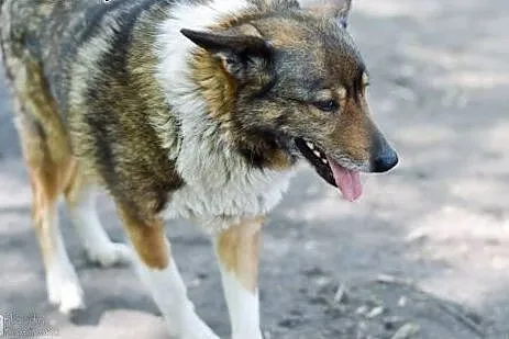 Bezkonfliktowa, niesamowicie grzeczna Kora czeka n