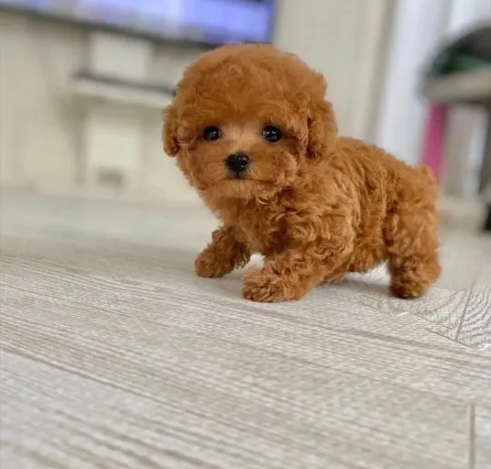 śliczne miniaturowe szczeniaki pudla do adopcji____________4, , Lody