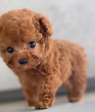 śliczne miniaturowe szczeniaki pudla do adopcji____________4, , Lody