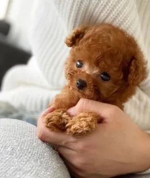 śliczne miniaturowe szczeniaki pudla do adopcji____________4, , Lody