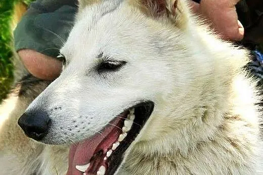 LIDER - mix husky szuka wspaniałego, aktywnego domu!,  Husky cała Polska