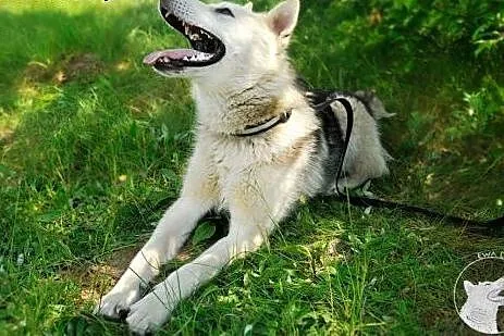 LIDER - mix husky szuka wspaniałego, aktywnego dom