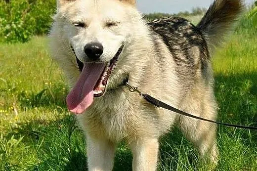 LIDER - mix husky szuka wspaniałego, aktywnego dom