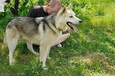 LIDER - mix husky szuka wspaniałego, aktywnego dom