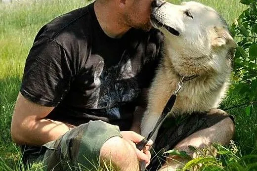 LIDER - mix husky szuka wspaniałego, aktywnego dom