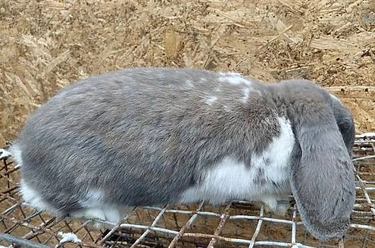 sprzedam samca barana francuskiego, Świętokrzyskie, Koprzywnica
