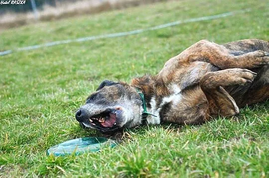 BORYS ___uratowany, zapomniany_ Czy ma szansę na s