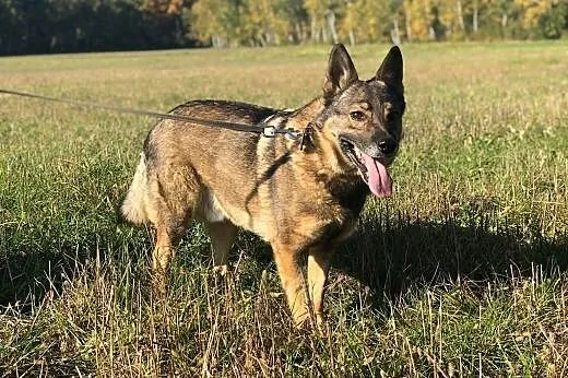 Aleks w typie owczarka, cudny, spokojny, delikatny, tylko na kanapę,  mazowieckie Warszawa, Mazowieckie, Warszawa