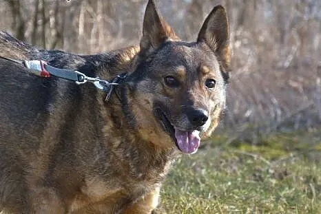 Aleks w typie owczarka, cudny, spokojny, delikatny, tylko na kanapę,  mazowieckie Warszawa, Mazowieckie, Warszawa