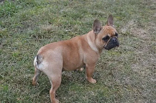 Sprzedam suczkę buldoga francuskiego