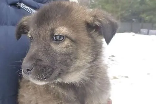 Tom, szczeniak do adopcji