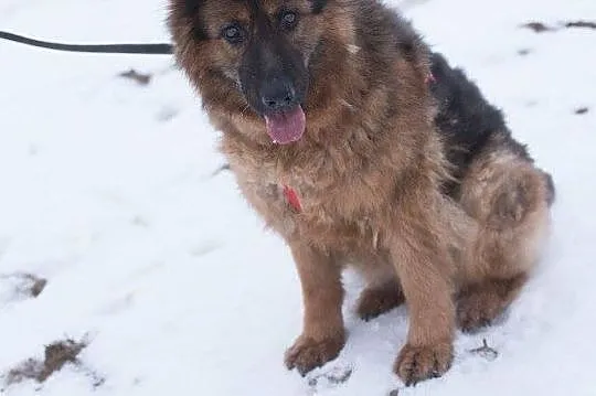 Lajla, cudowna, skora do zabaw suczka w typie OWCZARKA adopcja
