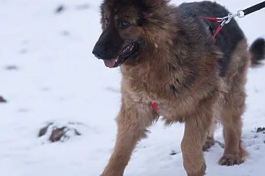 Lajla, cudowna, skora do zabaw suczka w typie OWCZ