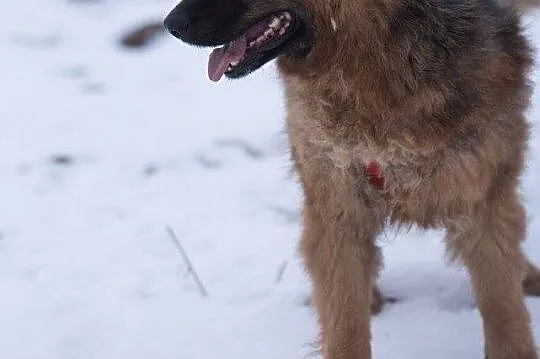 Lajla, cudowna, skora do zabaw suczka w typie OWCZ