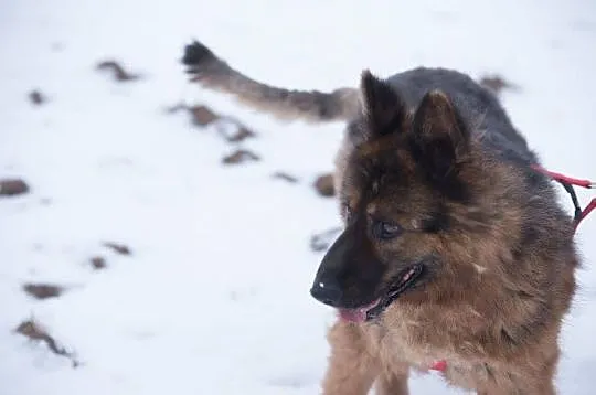 Lajla, cudowna, skora do zabaw suczka w typie OWCZ