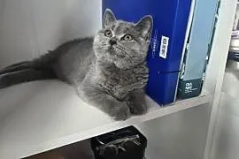 Kot brytyjski