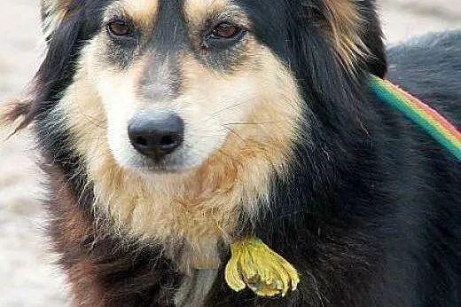 MIA piękna, młodziutka sunia, nie pozwól jej utkną