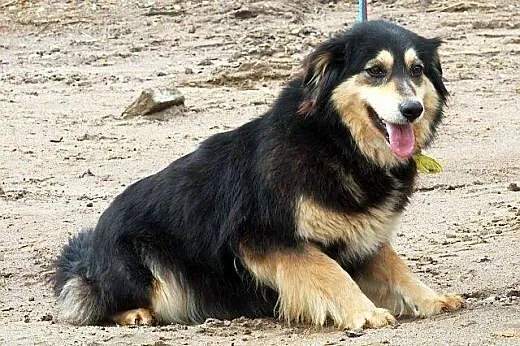 MIA piękna, młodziutka sunia, nie pozwól jej utkną