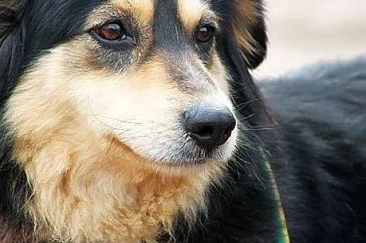 MIA piękna, młodziutka sunia, nie pozwól jej utkną
