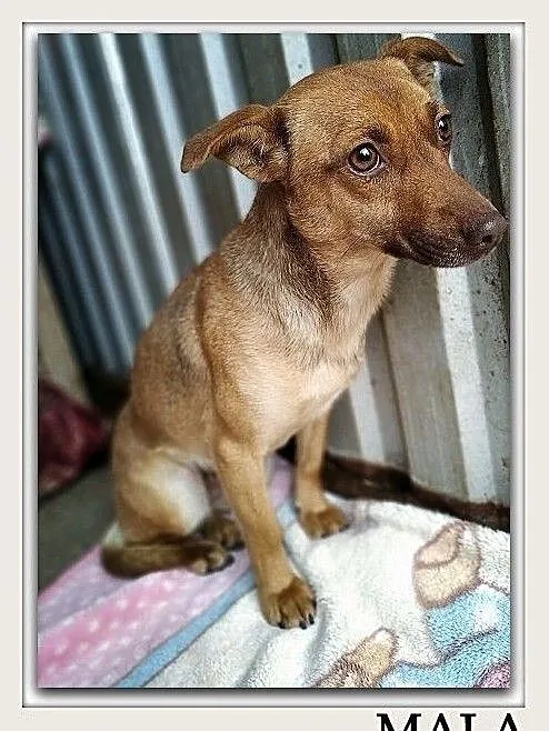 Do domu z ogródkiem,niewielka,szczepiona,sterylizowana suczka MALA.Adopcja., Mazowieckie, Warszawa