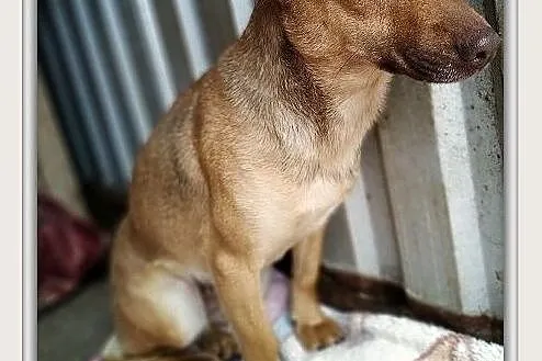 Do domu z ogródkiem,niewielka,szczepiona,sterylizowana suczka MALA.Adopcja., Mazowieckie, Warszawa