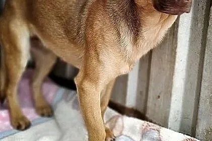 Do domu z ogródkiem,niewielka,szczepiona,sterylizowana suczka MALA.Adopcja., Mazowieckie, Warszawa