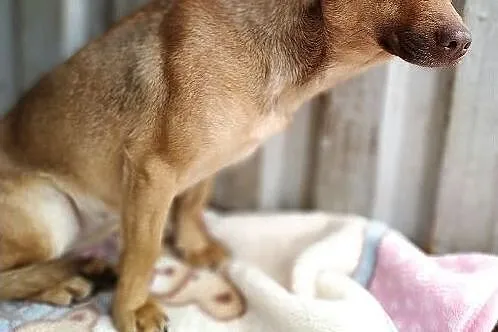 Do domu z ogródkiem,niewielka,szczepiona,sterylizowana suczka MALA.Adopcja., Mazowieckie, Warszawa
