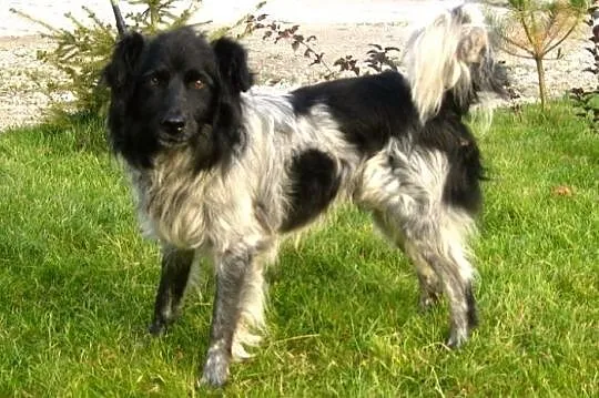 Niebiesko-srebrny Niko :)