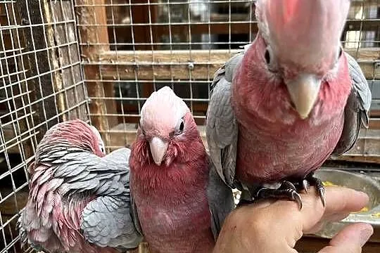 Kakadu Różowe szczepiące na Lutino, Pomorskie, Sztum