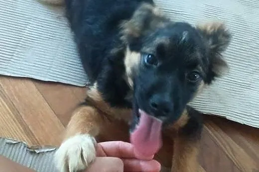 4 miesięczna suczka BUSIA szuka domu! SZCZENIAK ADOPCJA,  Kundelki cała Polska