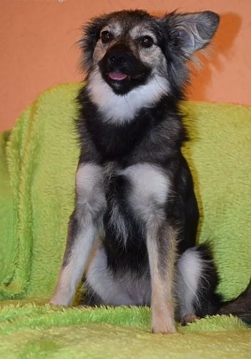 Malutka Fruzia czeka na adopcję, mazowieckie Wars