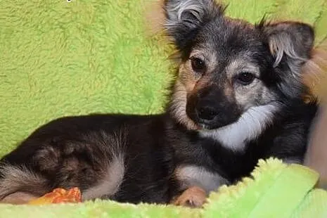 Malutka Fruzia czeka na adopcję,  mazowieckie Wars
