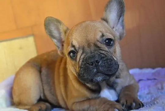 Buldog Francuski - piesek