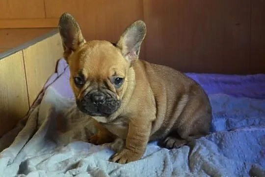 Buldog Francuski - piesek
