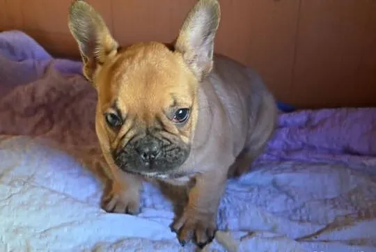 Buldog Francuski - piesek